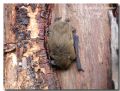 Pipistrellus sp.